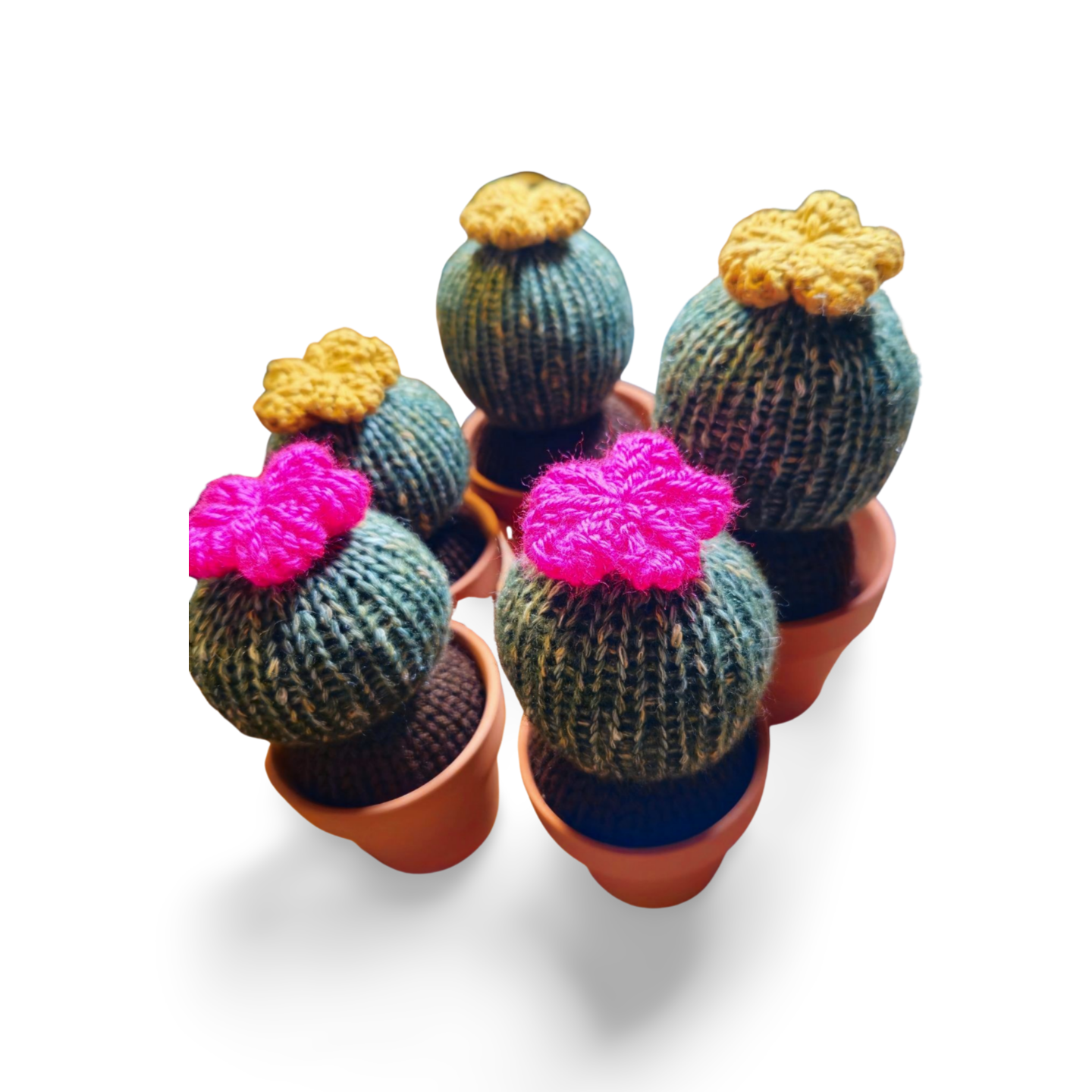 Flowering Barrel Cactus in Pot