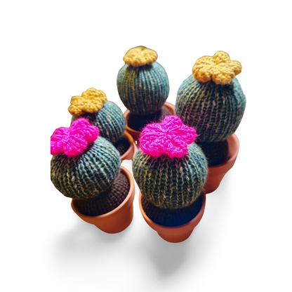 Flowering Barrel Cactus in Pot