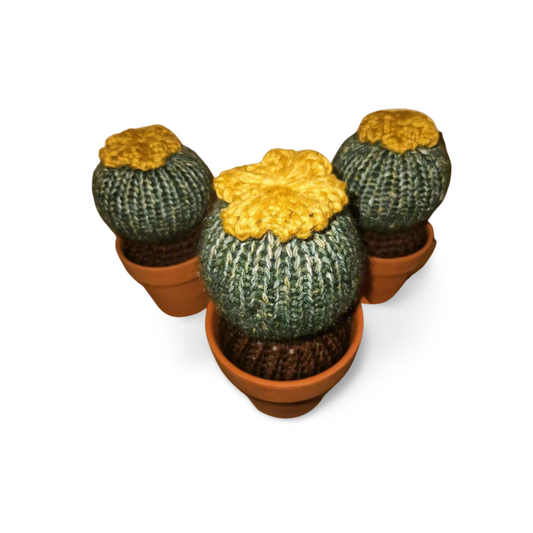Flowering Barrel Cactus in Pot
