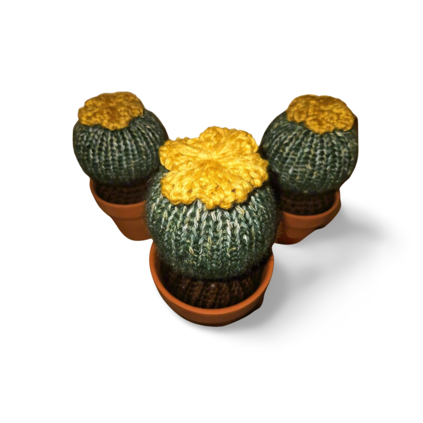 Flowering Barrel Cactus in Pot
