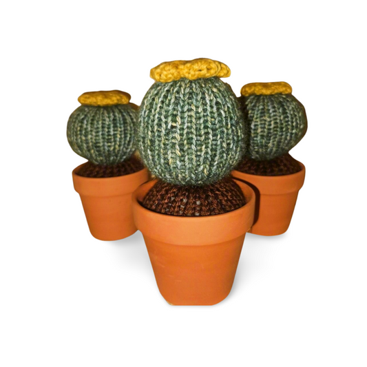 Flowering Barrel Cactus in Pot